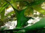 http://aqaplants.ru/foto/algae/cyanobacteria1_s.jpg