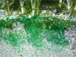 http://aqaplants.ru/foto/algae/cyanobacteria2_s.jpg