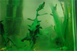 http://aqaplants.ru/foto/algae/cyanobacteria3_s.jpg